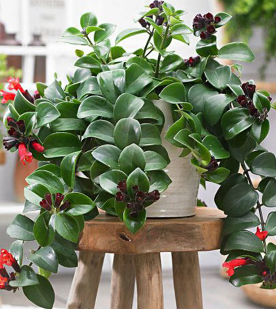 Aeschynanthus or Mona Lisa