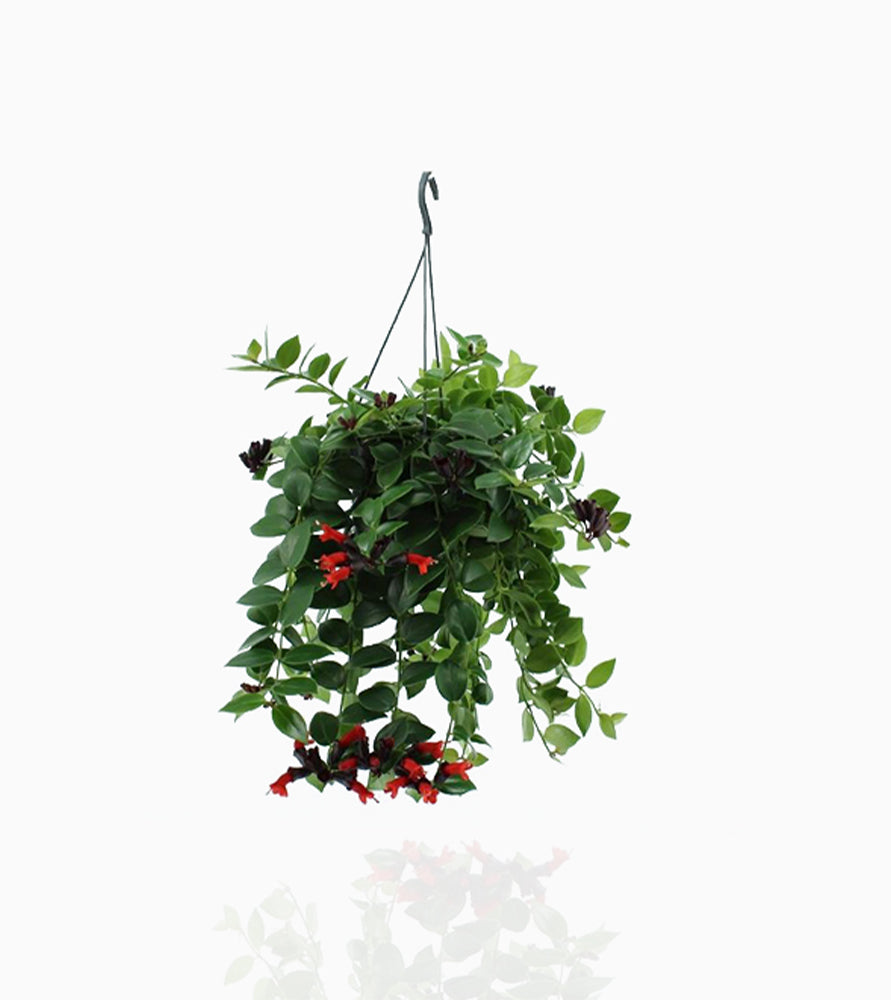 Aeschynanthus or Mona Lisa