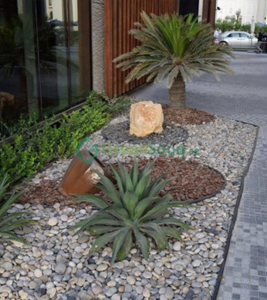 Agave Attenuata or spineless century plant