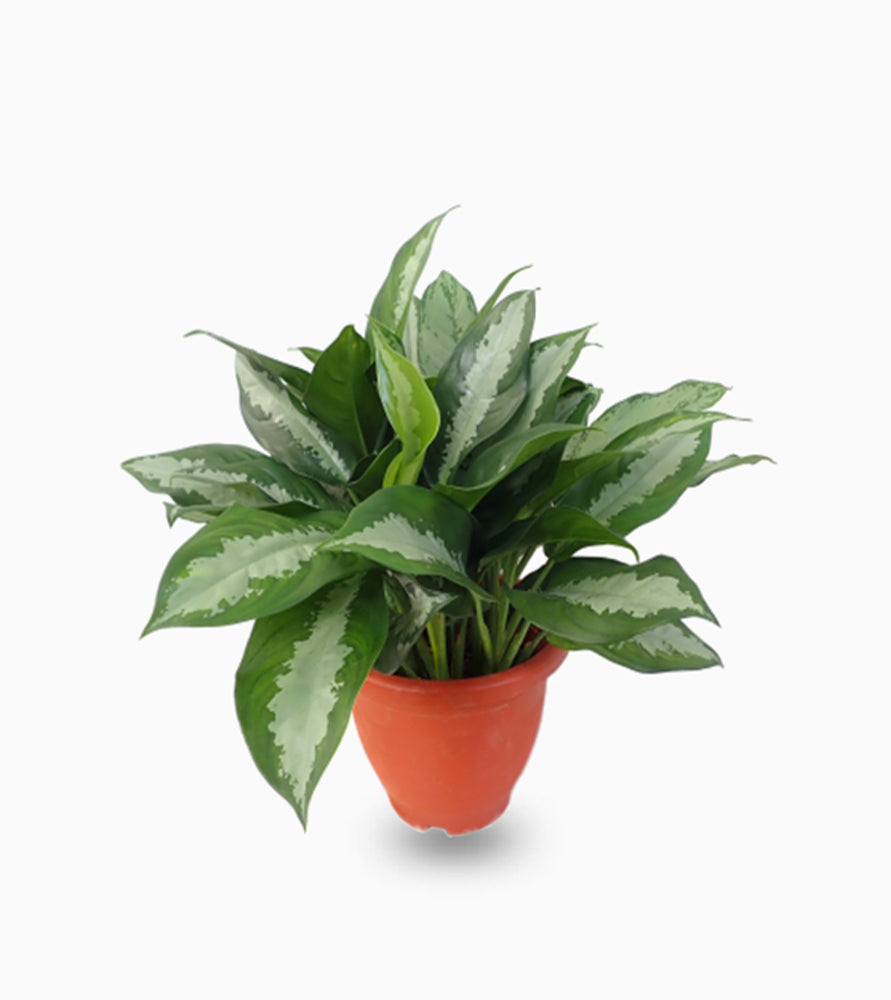 Aglaonema Pattaya Beauty