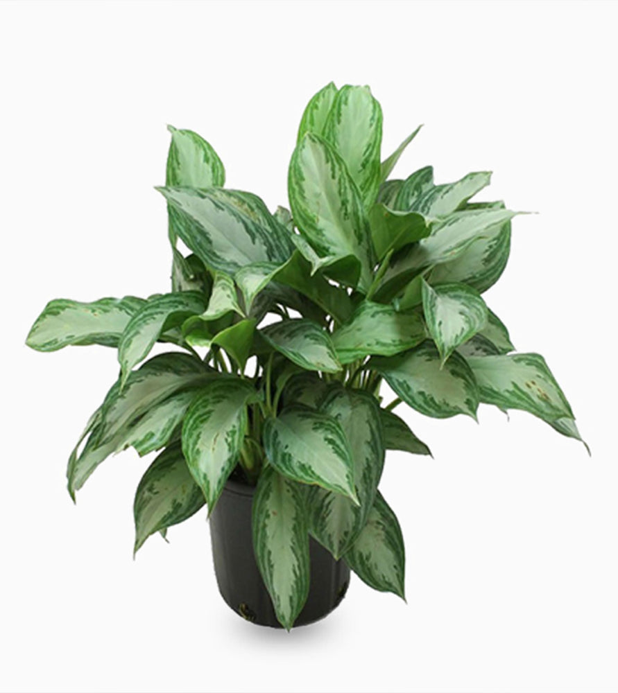 Aglaonema “Silver Queen” Chinese Evergreen Plant