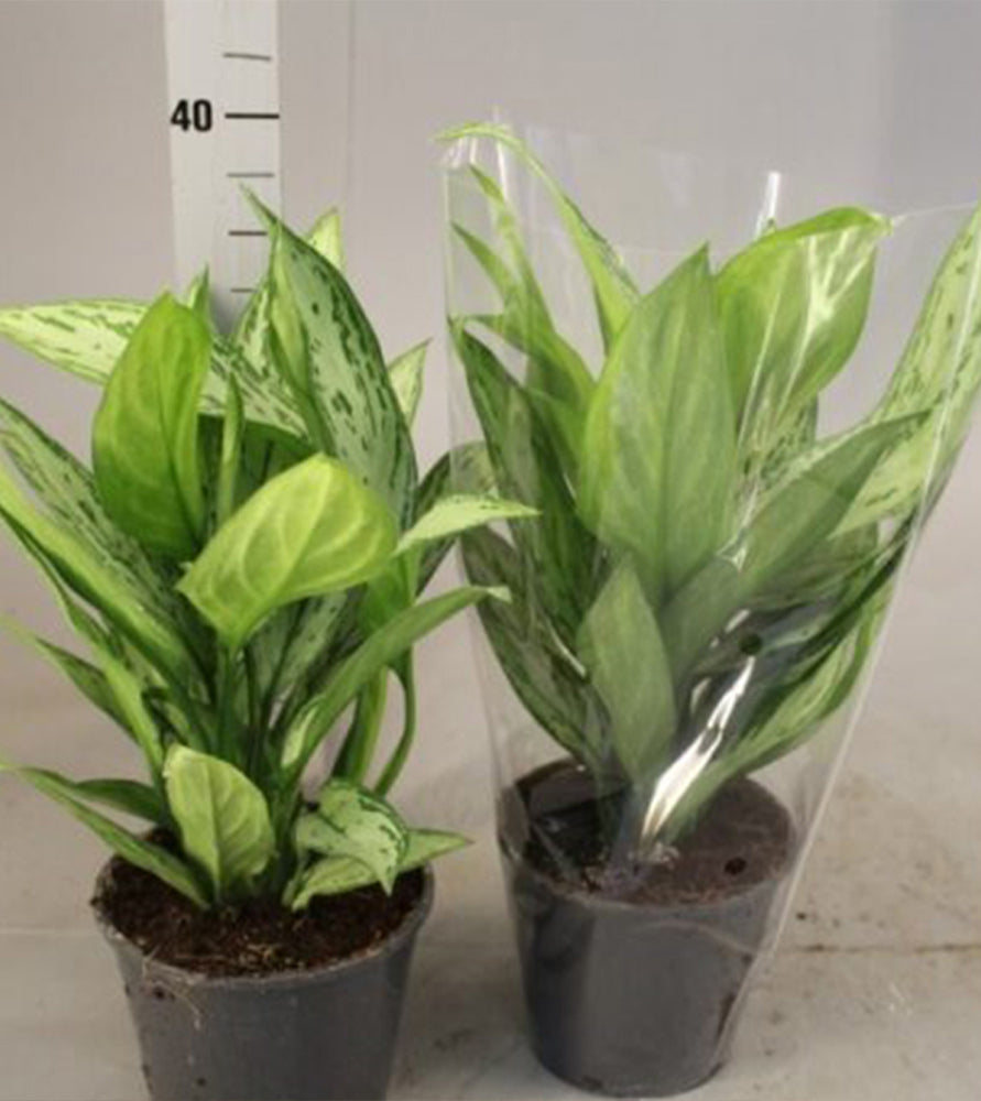 Aglaonema “Silver Queen” Chinese Evergreen Plant