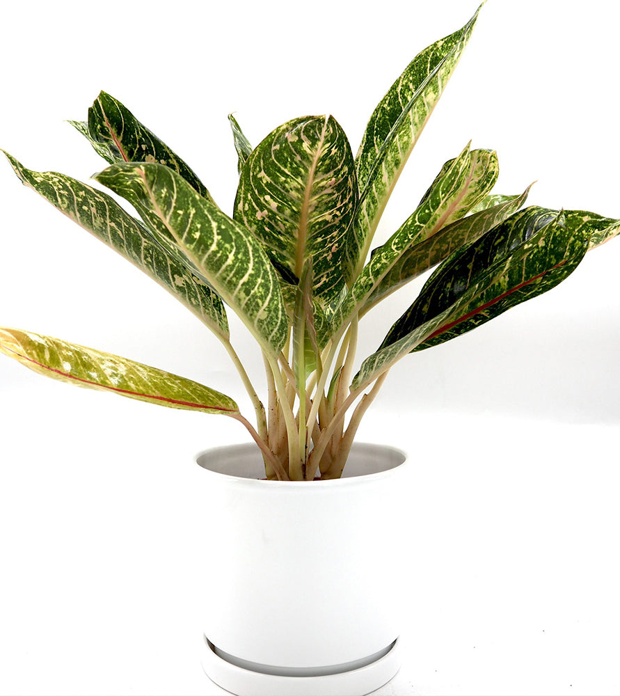 Aglaonema spp