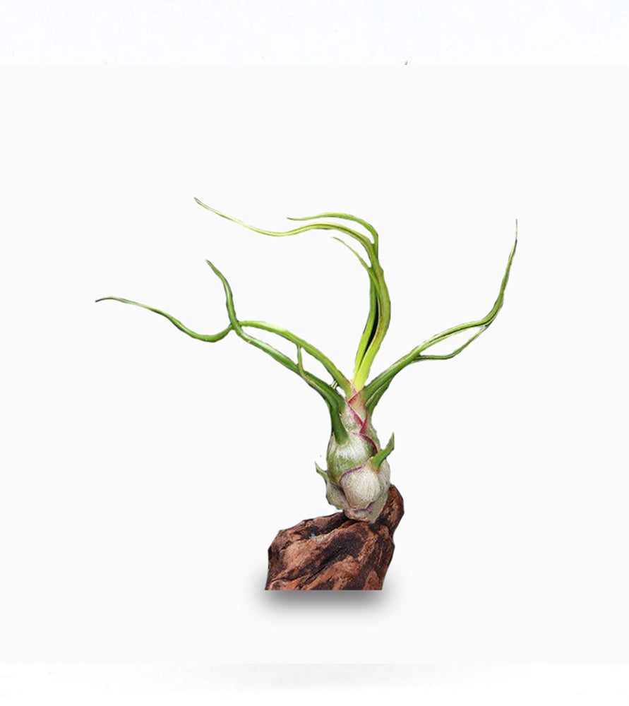 Air Plant Tillandsia Bulbosa