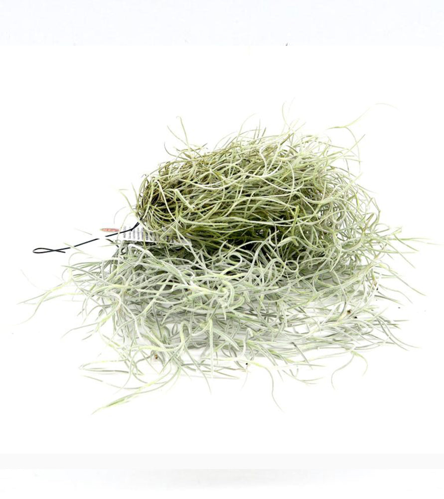 Air Plant Tillandsia Usneoides