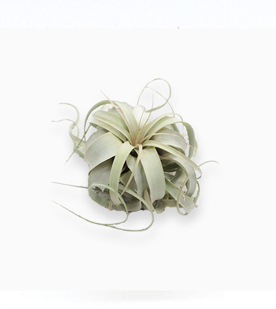 Air Plant Tillandsia Xerografica