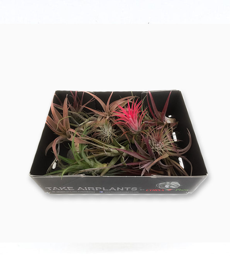 Air Plants Assorted 4-10cm