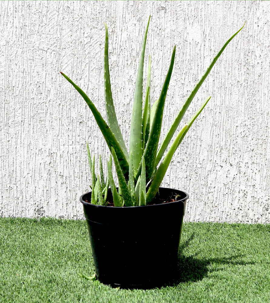 Aloe vera