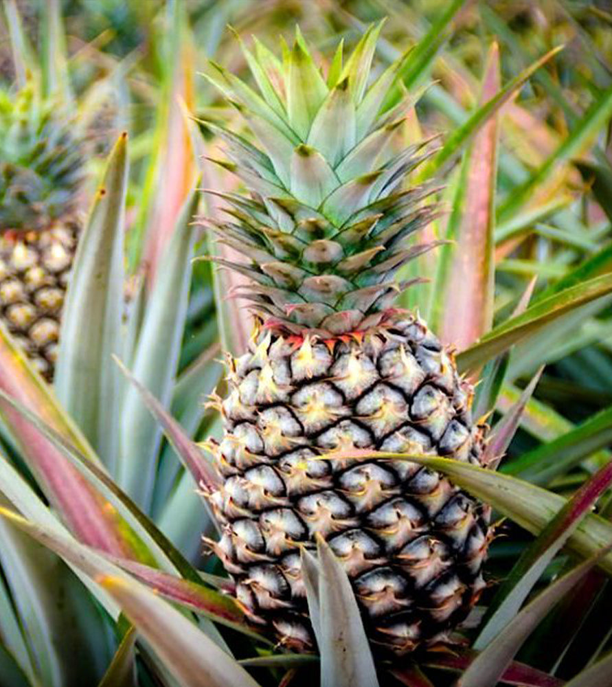Ananas Comosus | Pineapple Plant 0.4-0.7m