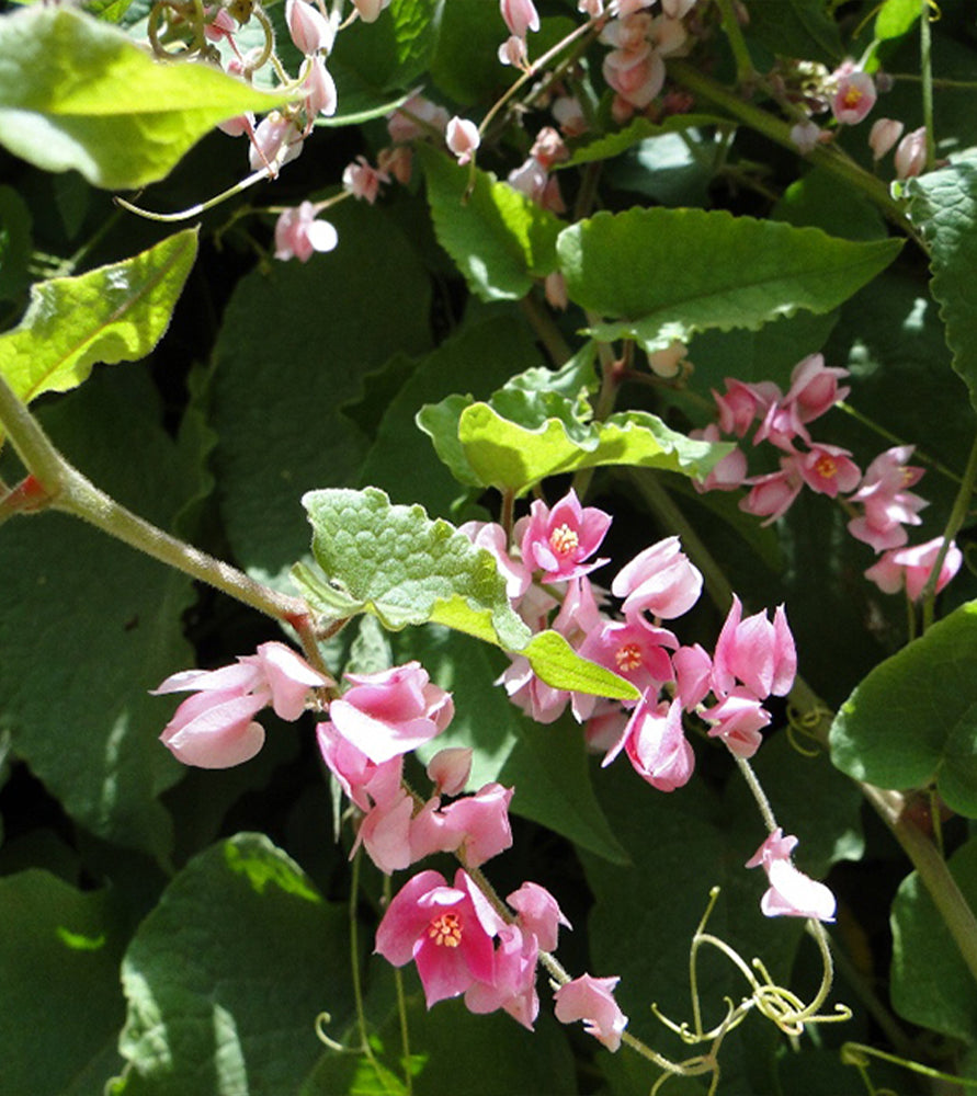 Antigonon leptopus or Coral vine “Mexican creeper” 80 – 100cm