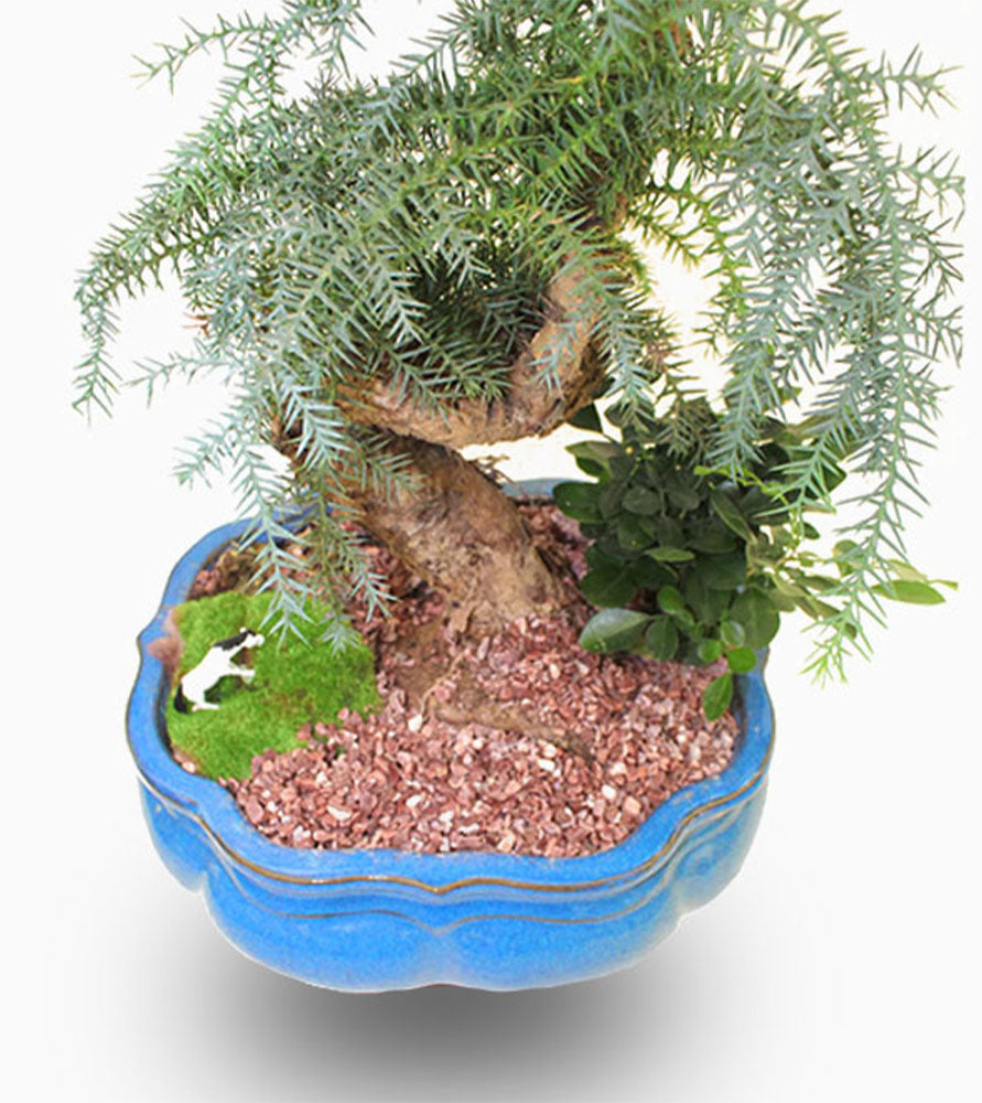 Araucaria Bonsai Decor