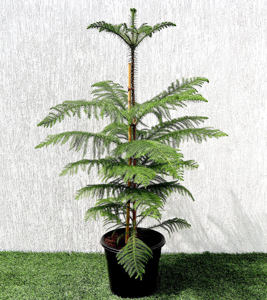 Araucaria Heterophylla Indoor “Norfolk Island Pine”