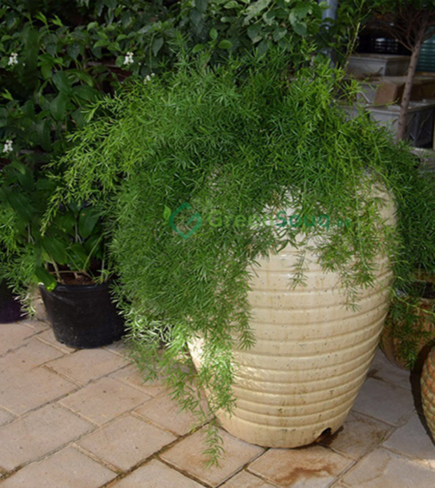 Asparagus sprengeri, Emerald feather or Emerald fern “Sprenger’s asparagus”