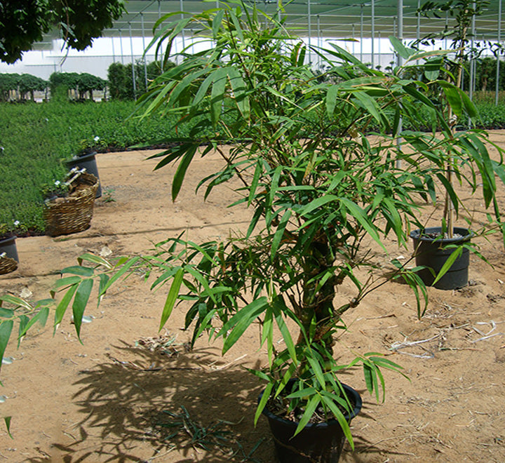 Bambusa ventricosa or Buddha’s Belly Bamboo 1.2-1.5m