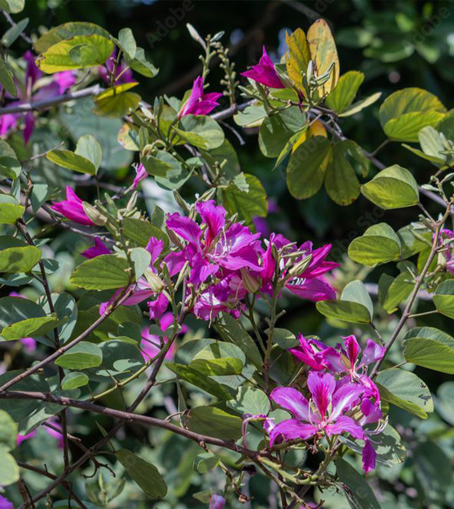 Bauhinia purpurea “Purple Orchid-Tree”