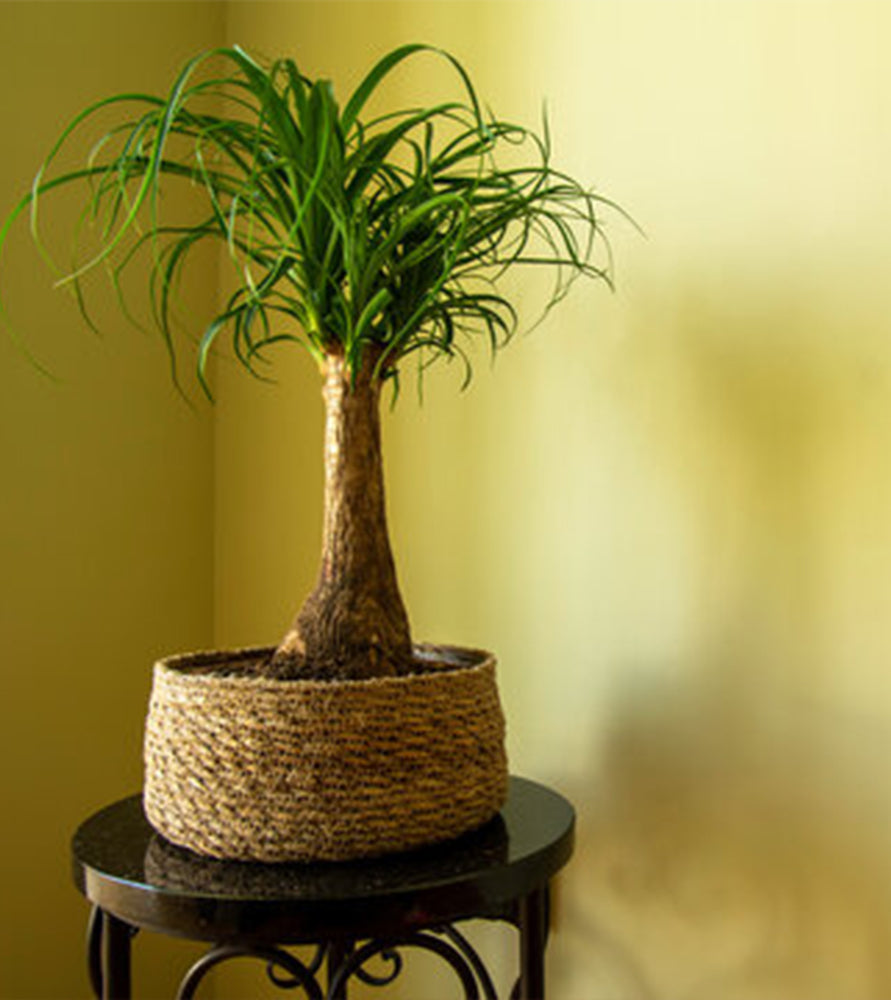 Beaucarnea recurvata ( Elephant-foot Tree )30-40cm