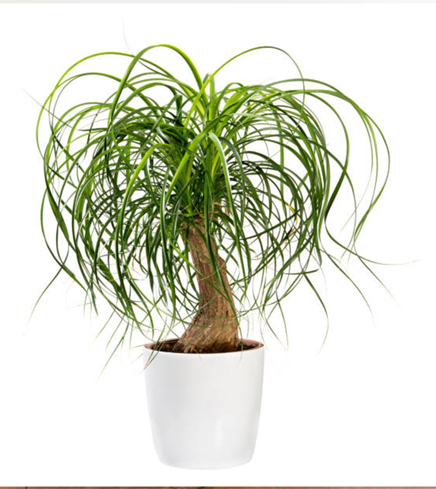 Beaucarnea recurvata ( Elephant-foot Tree )30-40cm