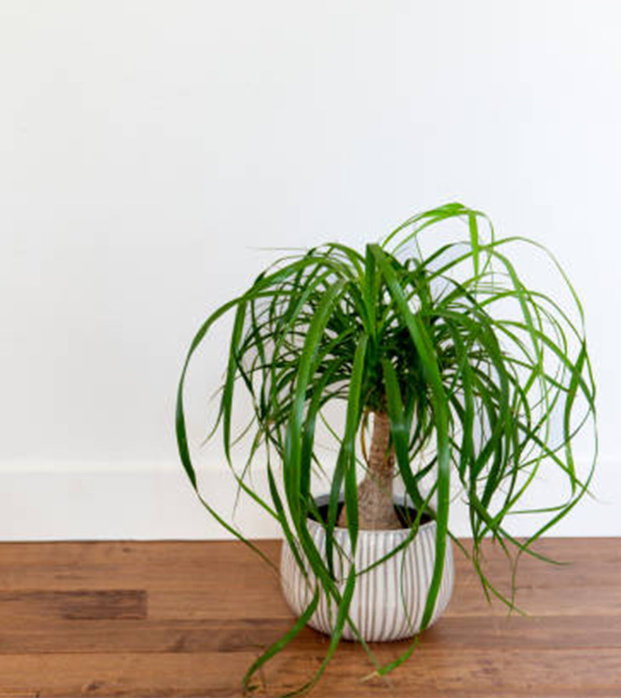 Beaucarnea recurvata ( Elephant-foot Tree )30-40cm