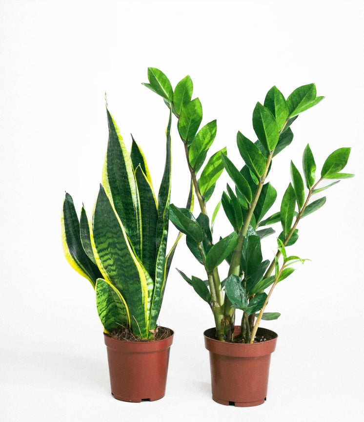 Beginner Plant Set