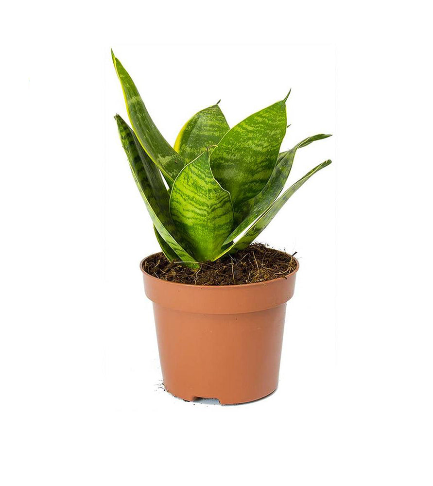 Birds Nest Snake