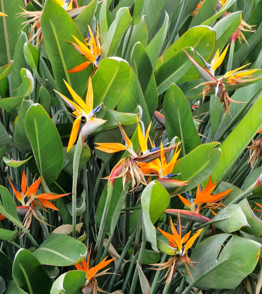 Strelitzia reginae, Bird of Paradise 0.6-0.8m طائر الجنة