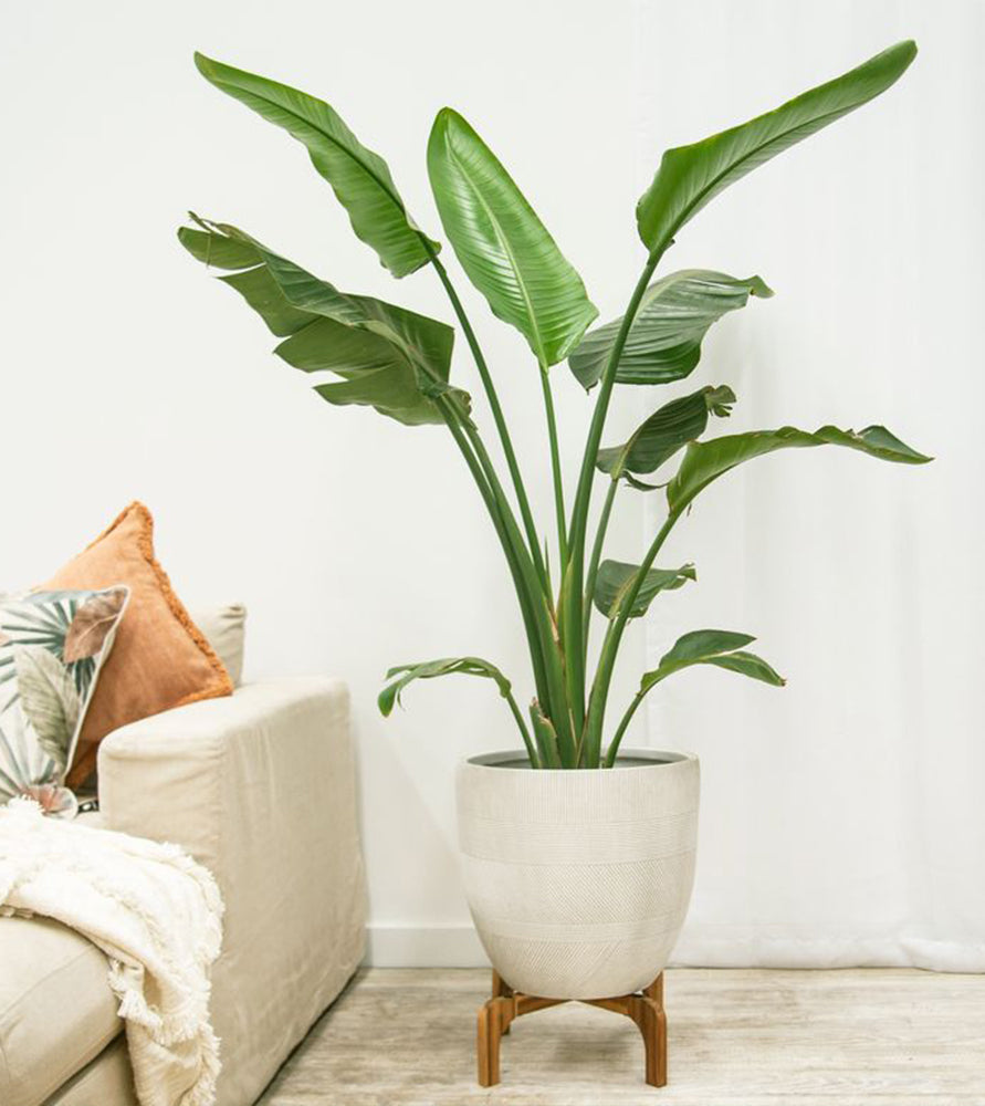 Strelitzia reginae, Bird of Paradise 0.6-0.8m طائر الجنة