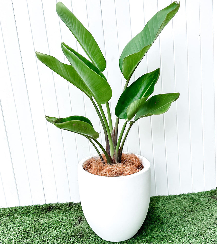 Strelitzia reginae, Bird of Paradise 0.6-0.8m طائر الجنة