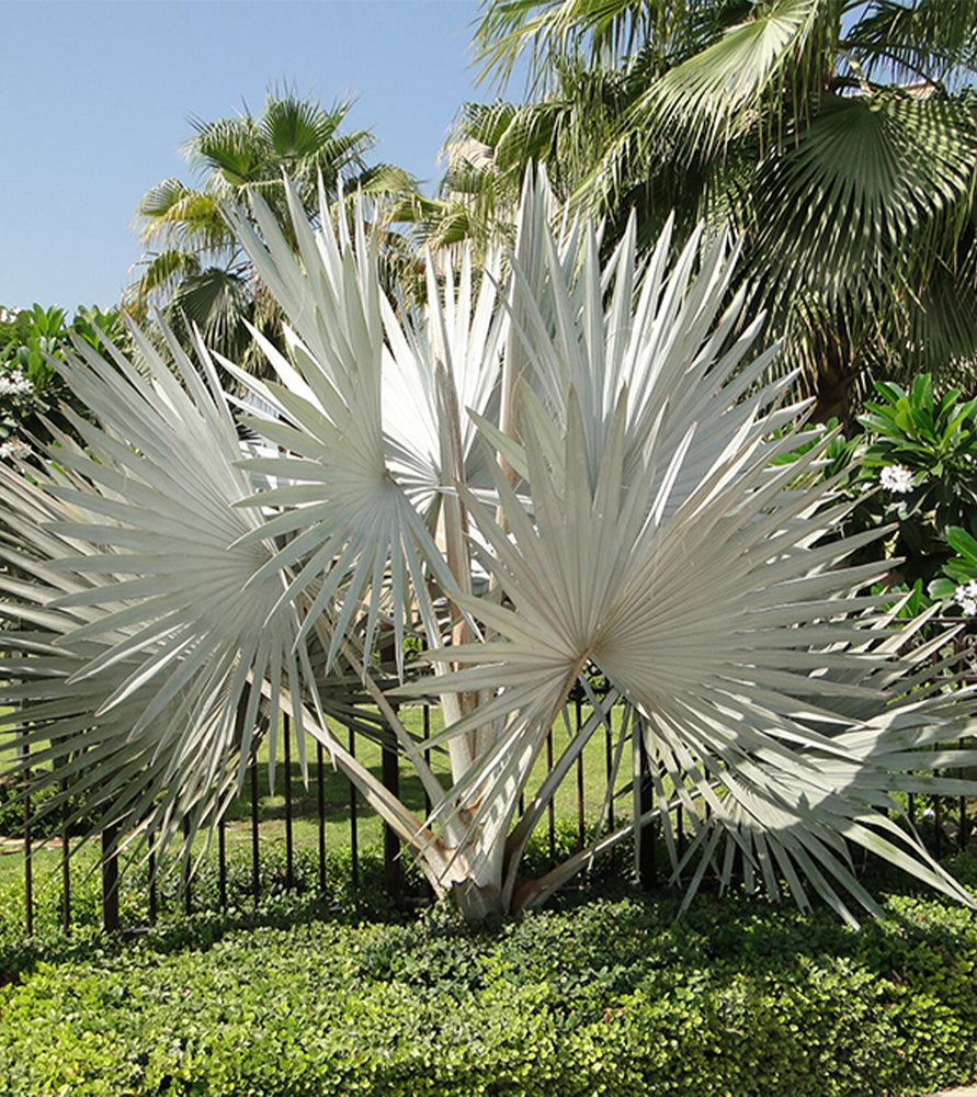 Bismarckia nobilis “Bismark Palm” بسمارك النخيل