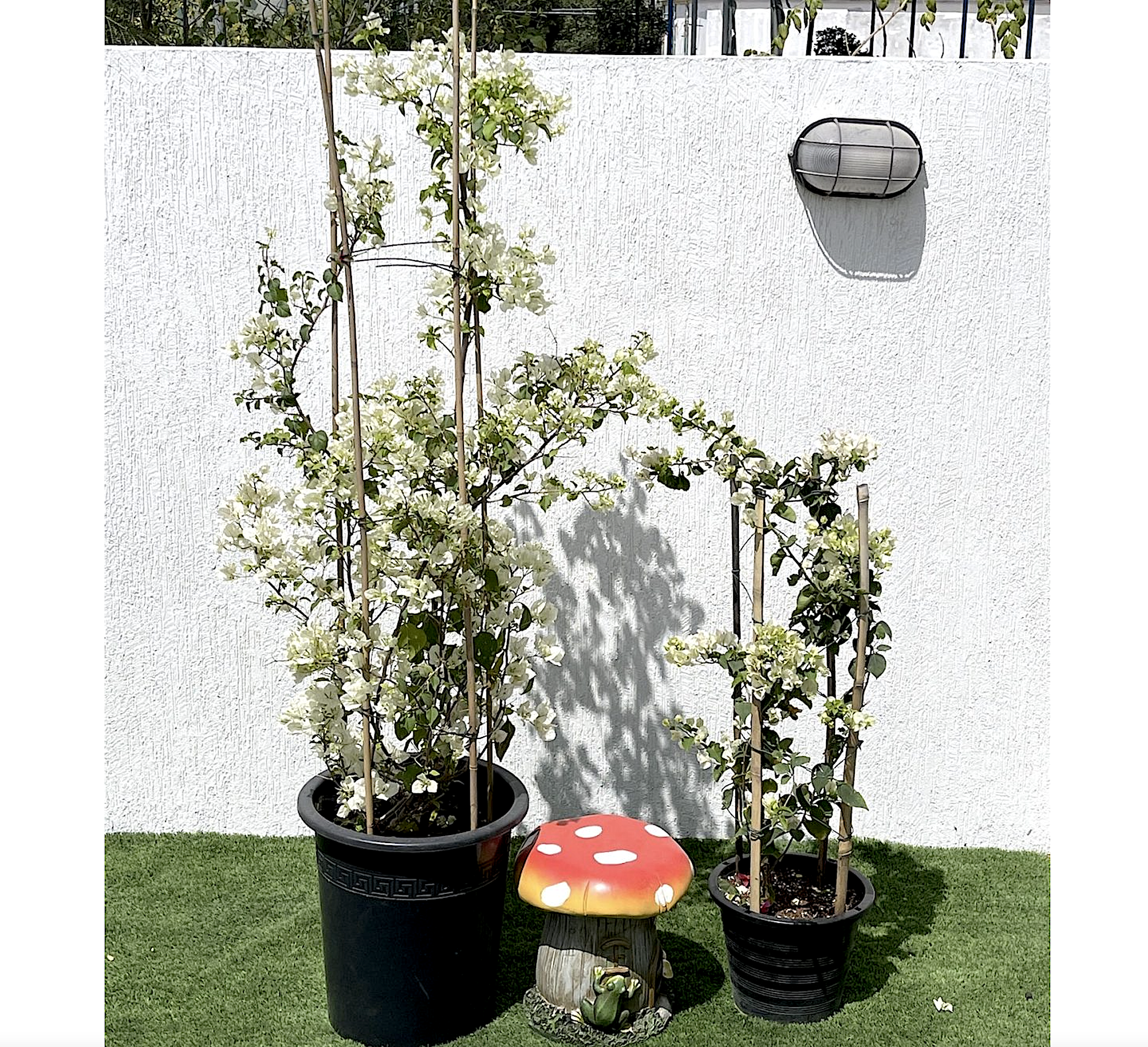 Bougainvillea glabra “30 to 160cm” White