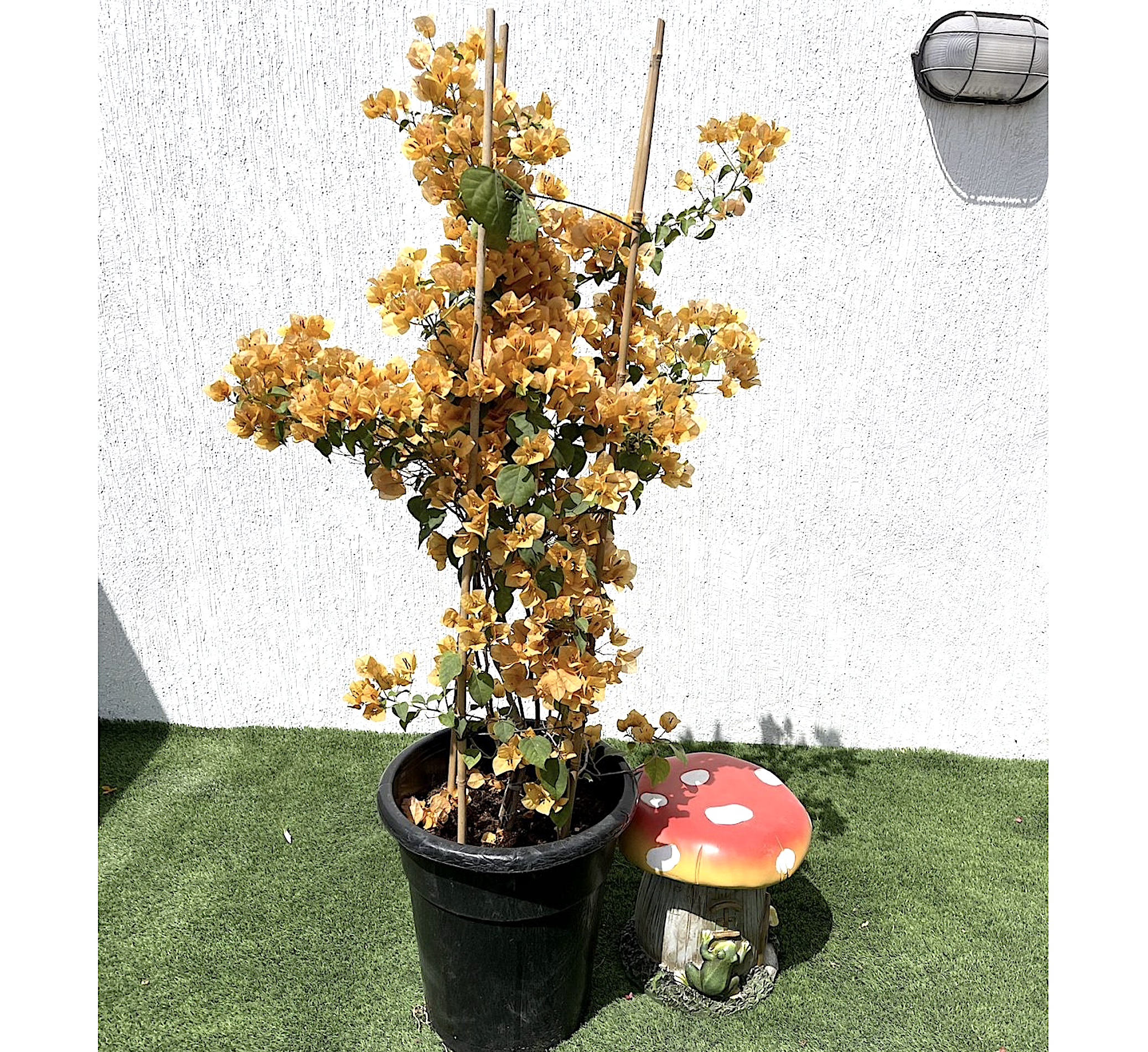 Bougainvillea Gold 0.8-1.5m
