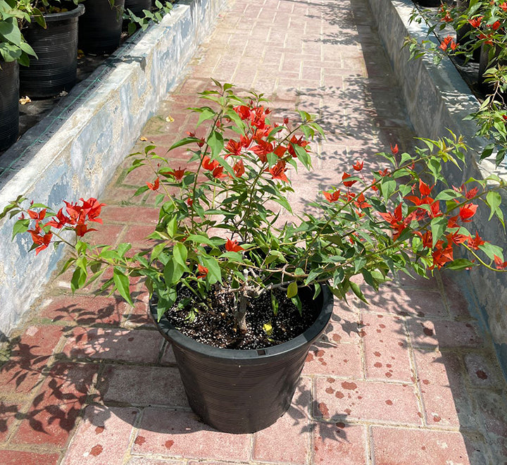 Bougainvillea Red 0.5-0.7m