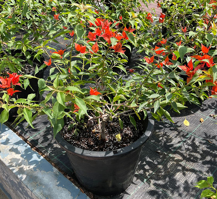 Bougainvillea Red 0.5-0.7m
