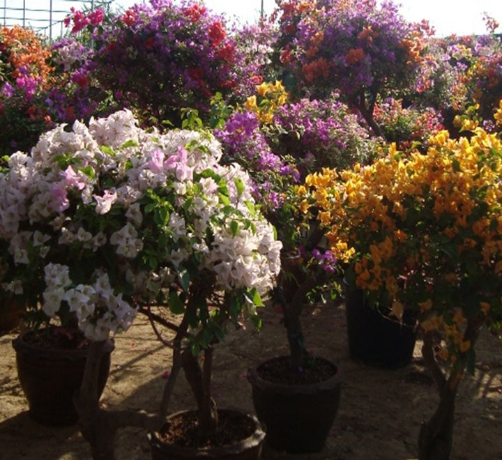 Bougainvillea Specimen “Single Head”
