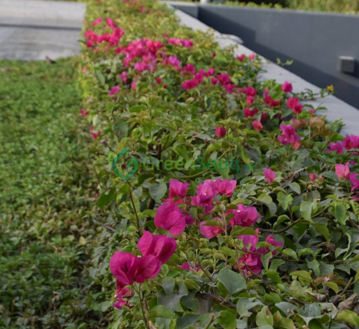 Bougainvillea spectabilis “30 to 160cm” Dark Pink