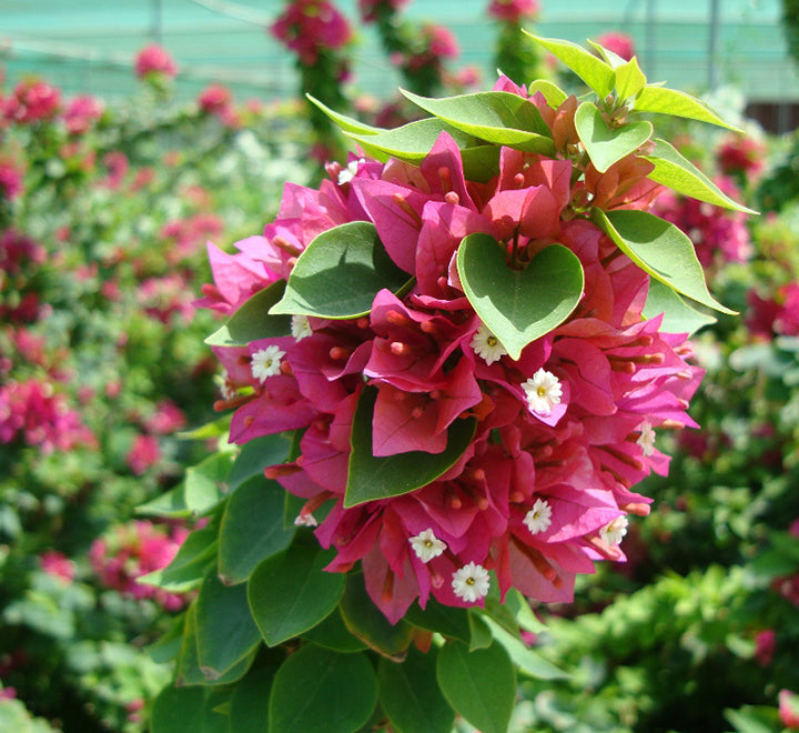 Bougainvillea “Pink Pixie”