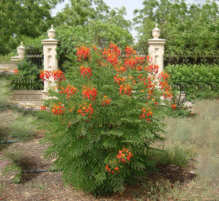 Caesalpinia pulcherrima “Peacock Flower” 40-50cm