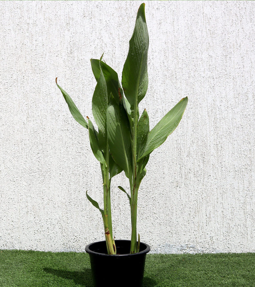 Canna indica or Canna Green