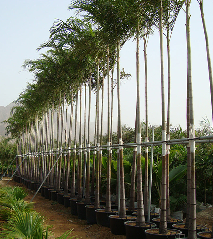 Carpentaria acuminata “Carpentaria Palm”