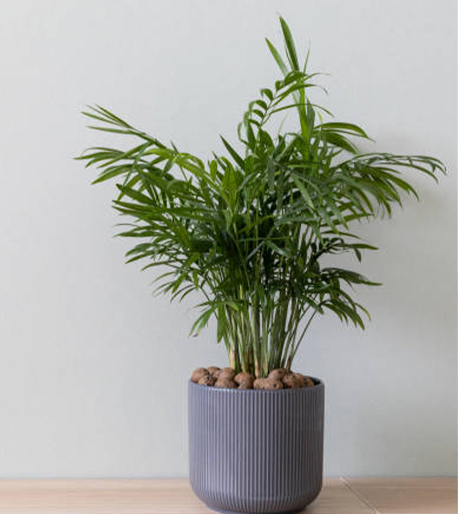 Chamaedorea Palm Indoor | Chamaedorea Elegans | Parlor Palm 70-80cm
