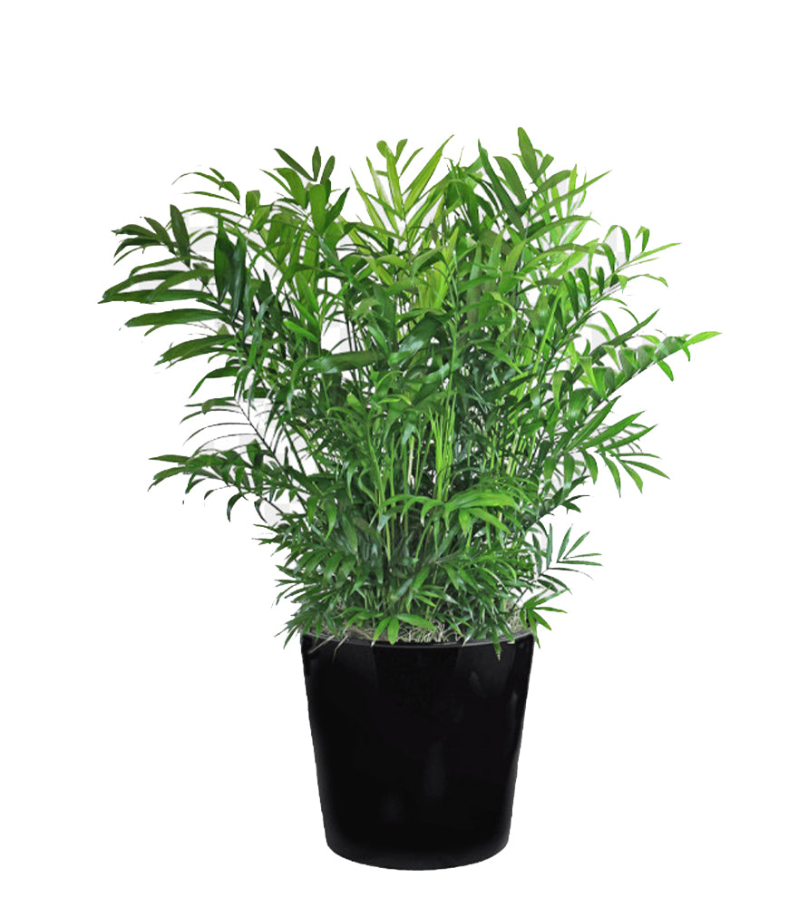 Chamaedorea Palm Indoor | Chamaedorea Elegans | Parlor Palm 70-80cm
