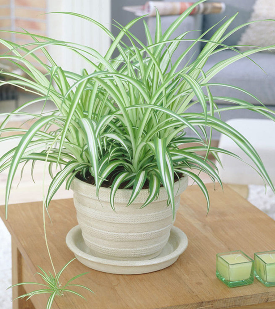 Chlorophytum comosum ‘Variegatum’ (Spider plant or Airplane plant)