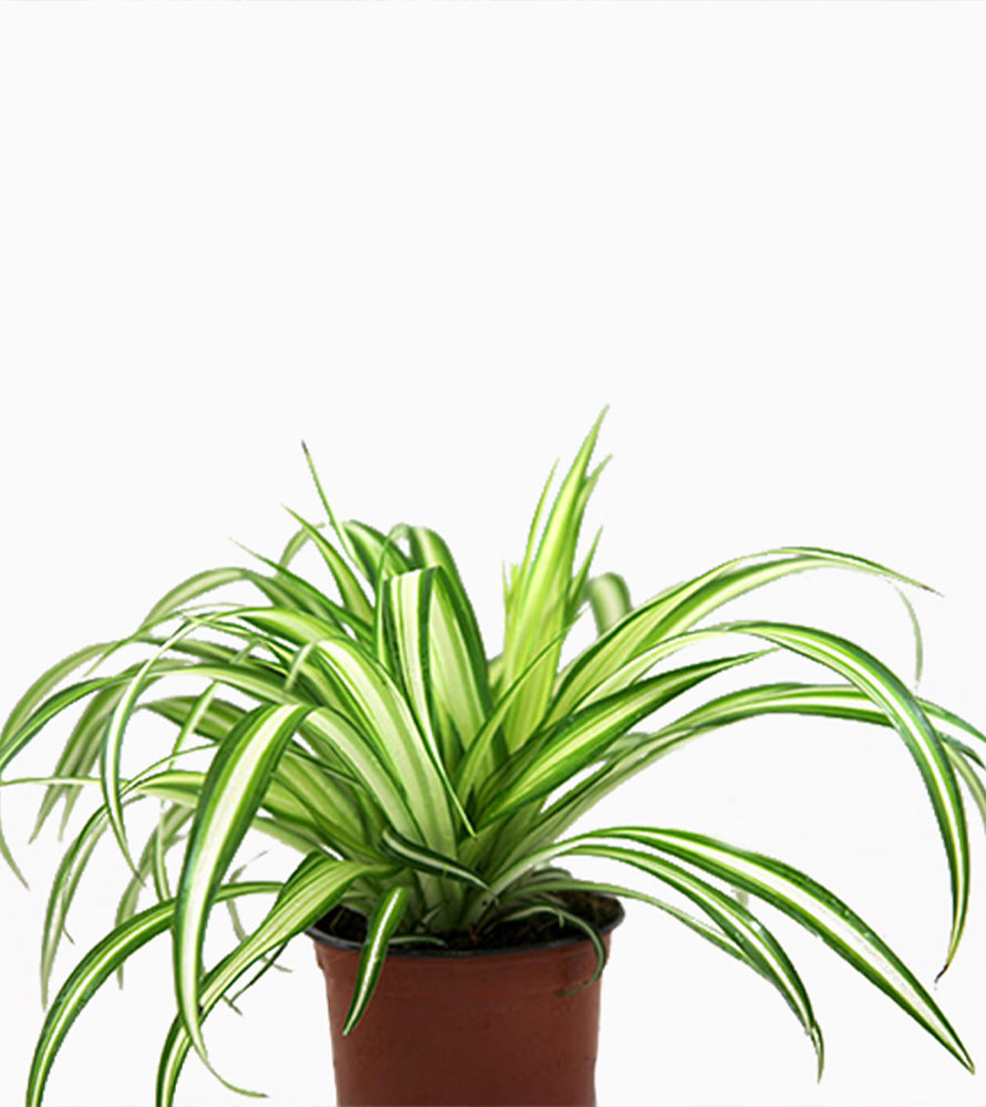 Chlorophytum comosum ‘Variegatum’ (Spider plant or Airplane plant)