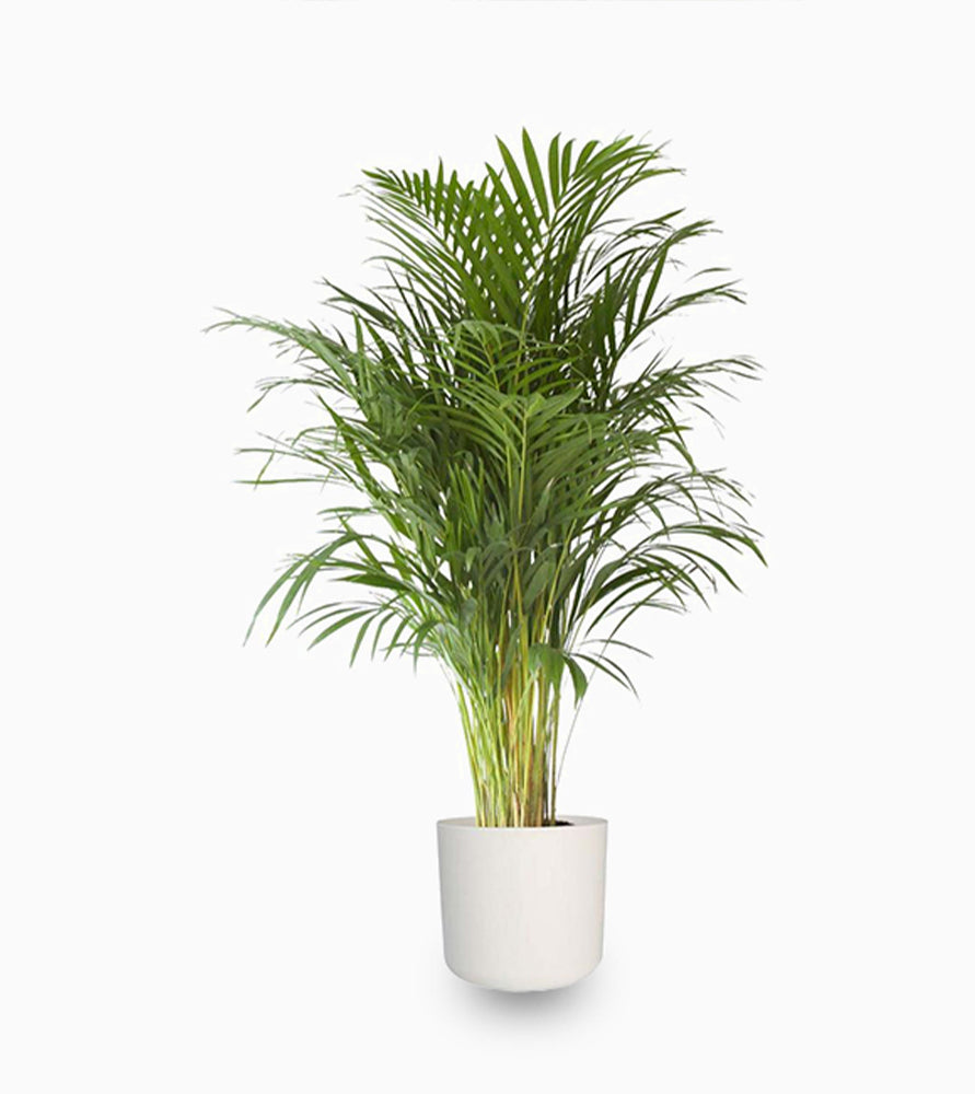 Chrysalidocarpus lutescens or Areca Palm