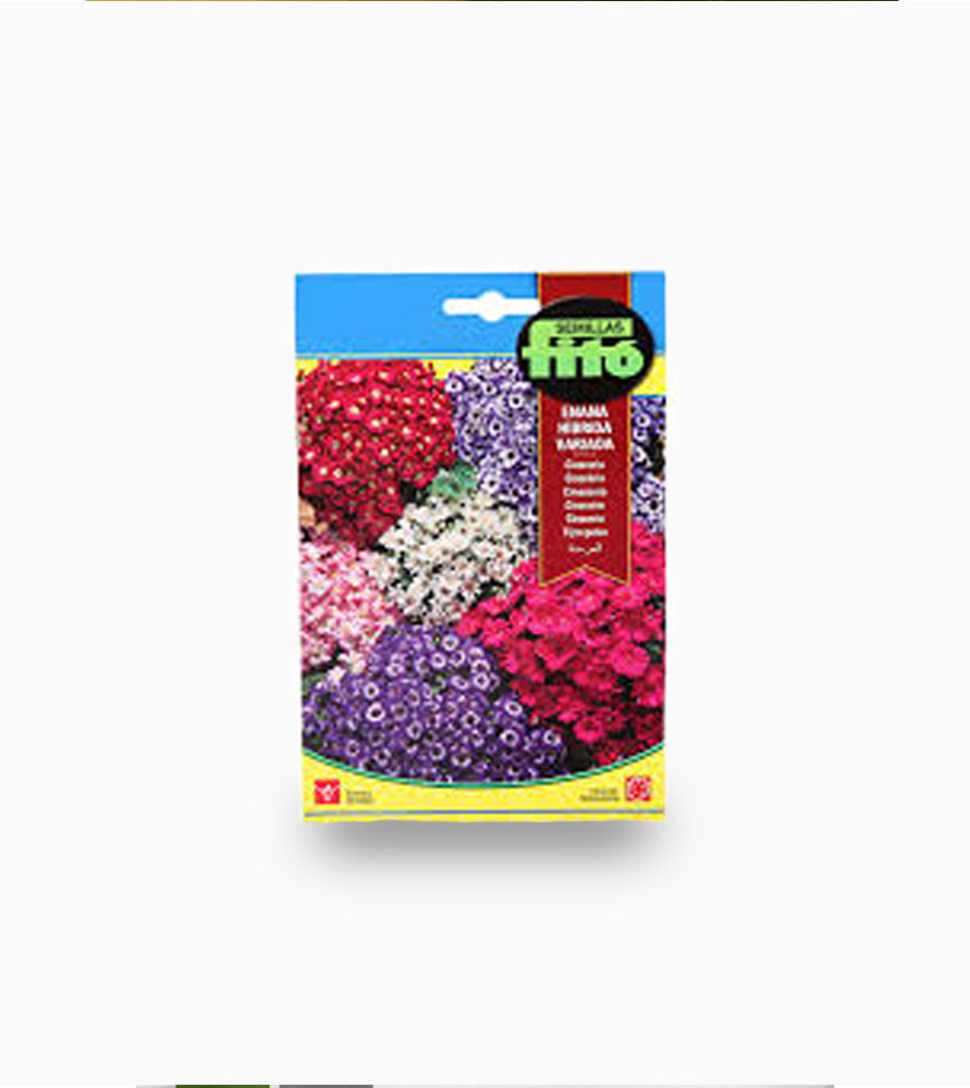 Cineraria Dwarf Hybrid Mix 50mg – Fito Seeds