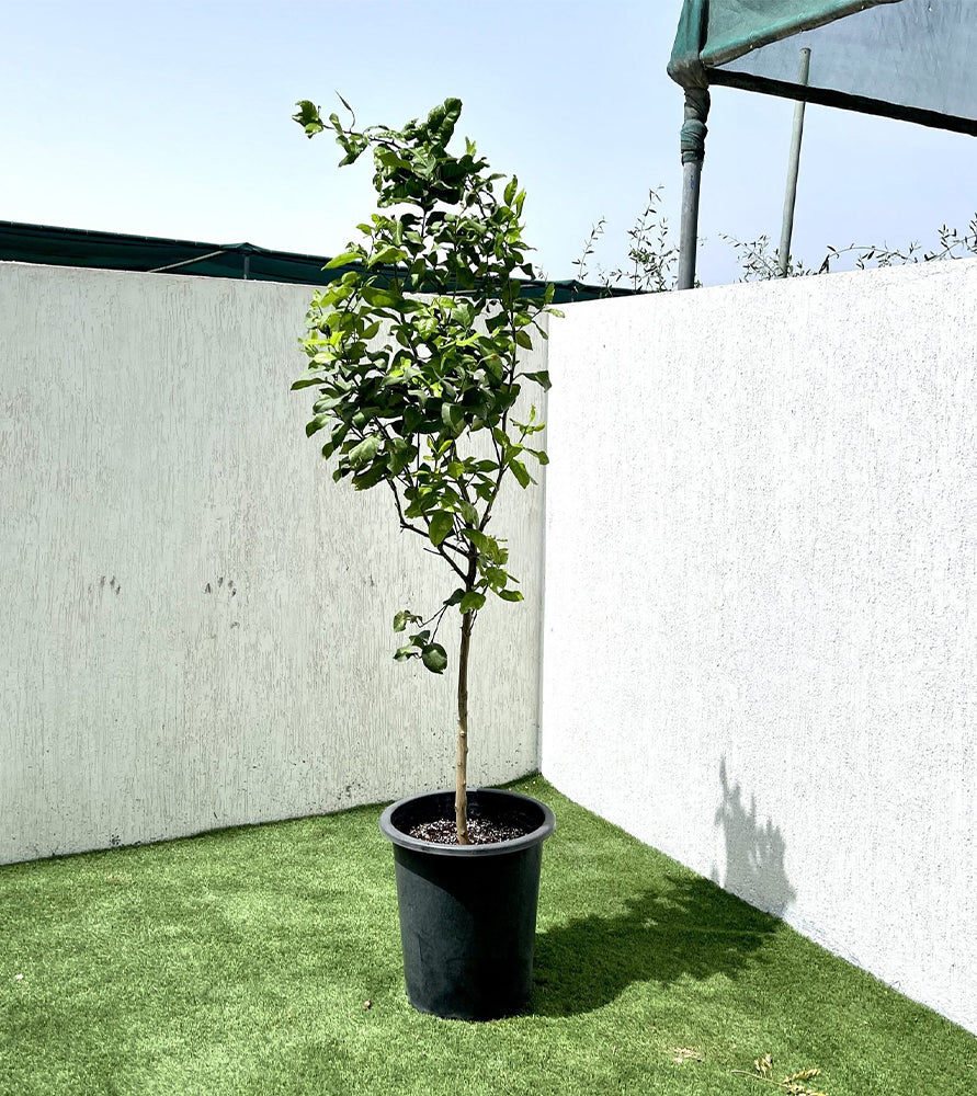 Citrus Lemon Spain “Lemon Tree” 1.0m-2.0m ليمون
