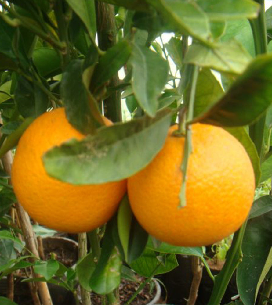 Citrus orange or Orange Tree