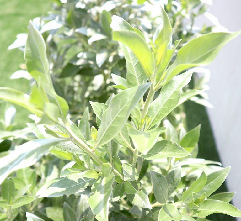 Conocarpus erectus Sericeus “Silver Damas” 1.0-1.2m