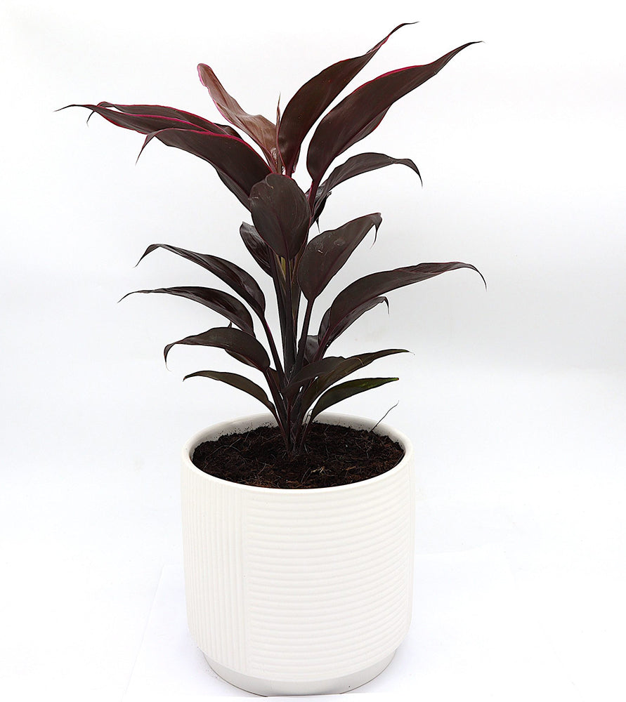 Cordyline Fruticosa Mambo “Good luck plant” 25-30cm