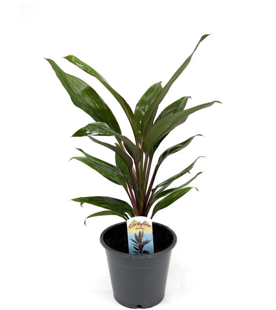 Cordyline Rumba