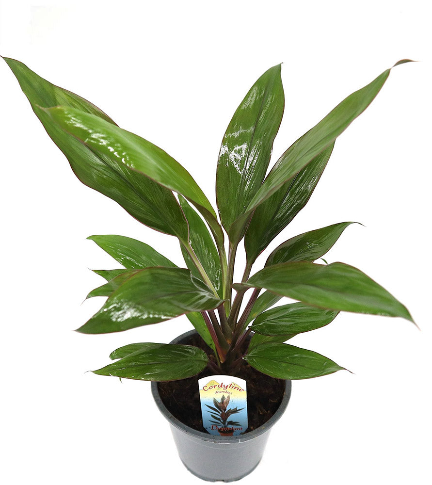 Cordyline Rumba